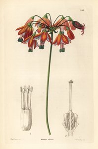 Druppel koraal of koraal uit Mexico - Koraaldruppels of elegante bessera, Bessera elegans. Handgekleurde kopergravure door G. Barclay naar Miss Sarah Drake uit John Lindley en Robert Sweet