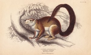 Duvaucels eekhoorn. Handgekleurde staalgravure door Lizars naar een illustratie van Charles Hamilton Smith uit William Jardine