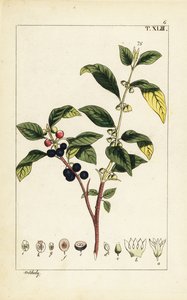 Verfbrem, Flueggea tinctoria