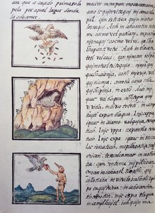 Adelaars, pagina uit de Florentijnse Codex, tweetalige versie in Spaans en Nahuatl, Algemene Geschiedenis van de Dingen van Nieuw-Spanje