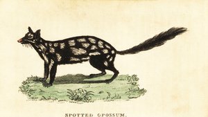 Oostelijke quoll, Dasyurus viverrinus