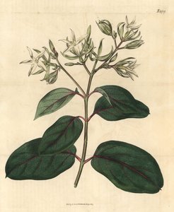 Echite - Kamettia caryophyllata (Kruidnagel-geurende echites, Echites caryophyllata) door Unbekannter Künstler