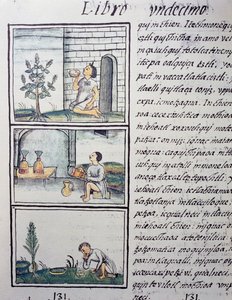 Eetbare planten, pagina uit Boek XI van de Florentijnse Codex, tweetalige versie in Spaans en Nahuatl, Algemene Geschiedenis van de Dingen van Nieuw-Spanje, door de Spaanse missionaris Fray Bernardino de Sahagun (1499-1590). Azteekse beschaving