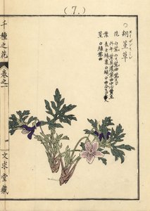Eizan sumire goud eizan violet, Viola eizanensis door Unbekannter Künstler