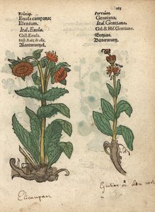 Alant, Inula helenium, en gentiaan soorten door Unbekannter Künstler