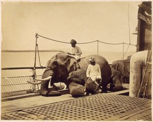 Olifant op het dek van een schip, Penang, Malaya