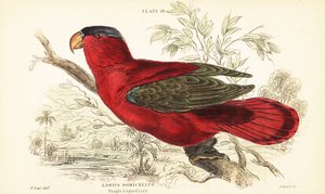 Bedreigde purperneklori, Lorius domicella