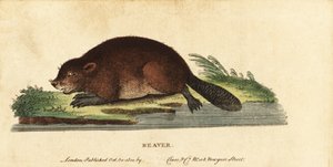 Euraziatische bever, Castor fiber door Unbekannter Künstler