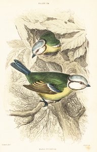 Euraziatische pimpelmees, Cyanistes caeruleus door Unbekannter Künstler