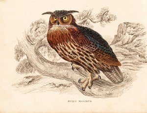 Euraziatische oehoe, Bubo bubo (Grote oehoe, Bubo maximus). Handgekleurde staalgravure uit Georg Friedrich Treitschke