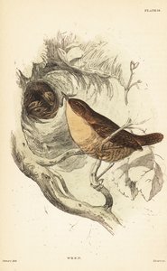 Eurasische winterkoning, Troglodytes troglodytes. 1889 (gravure) door Unbekannter Künstler