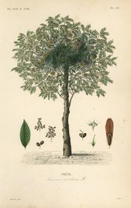 Es, Fraxinus excelsior