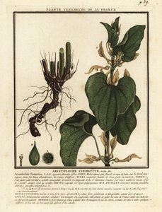 Gewone pijpbloem, Aristolochia clematitis door Unbekannter Künstler