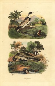 Europese goudplevier, Pluvialis apricaria, en bontbekplevier, Charadrius hiaticula