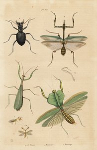 Europese bidsprinkhaan, Mantis religiosa 1, bladbidsprinkhaan, Choeradodis rhomboidea 2, tijgerkever, Manticora latipennis 3, mantidvlieg, Mantispa styriaca 4 door Unbekannt