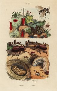 Europese neushoornkever, Oryctes nasicornis, pop en larve, Europese boomgaardbij, Osmia cornuta, en nest door Unbekannt