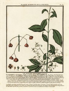 Europese kardinaalsmuts, Euonymus europaeus