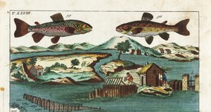 Europese forel - Vistechniek met kunstmatige stroomversnellingen om vis te vangen - Zeeforel, Salmo trutta trutta 98, beekridder, Salvelinus alpinus alpinus 99, en vismethoden met kunstmatige stroomversnellingen in een rivier om zalm te vangen in roosters  door Unbekannter Künstler