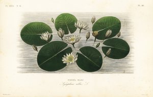Europese witte waterlelie, Nymphaea alba