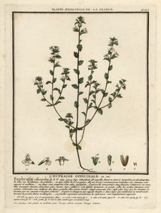 Ogentroost, Euphrasia rostkoviana