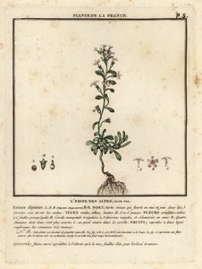 Alpenleeuwenbek, Erinus alpinus