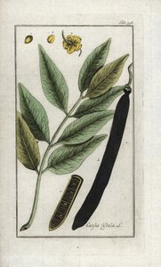Valse sene, valse johannesbroodboom, gouden regen of canefier (Cassia fistula). Lithografie uit “Afbeelding der Artseny-Gewassen” door Johannes Zorn (1739-1799), Nederland door Unbekannter Künstler