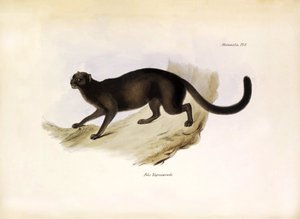 Felis Yagouarondi Jaguarondi of eyra of otterkat, Amerikaanse katachtige beschreven door Charles Darwin tijdens zijn expeditie aan boord van de Beagle. Plaat uit The zoology of the voyage of H.M.S. Beagle beschreven door John Gould, met opmerking over hun 