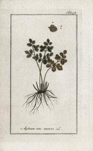 Muurvaren of asplenia (Asplenium ruta muraria). Lithografie uit “Afbeelding der Artseny-Gewassen” door Johannes Zorn (1739-1799), Nederland door Unbekannter Künstler