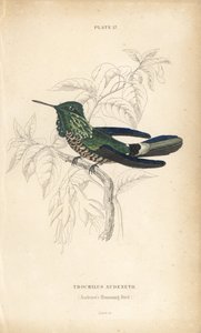 Feestelijke coquette, Lophornis chalybeus (Audenet
