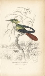 Feestelijke coquette, Lophornis chalybeus (Vieillot