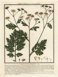Moederkruid, Tanacetum parthenium