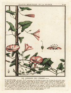 Akkerwinde, Convolvulus arvensis