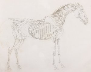 Vijfde ontlede laag van een paard, zijaanzicht