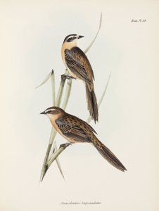 Vinken, ca. 1832-1836