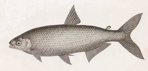 Vis: Le Characin door Unbekannt
