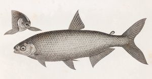 Vissen: Le Characin door Unbekannt