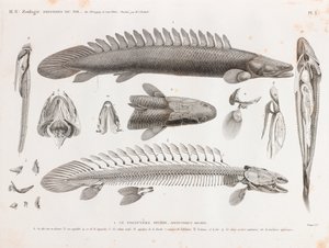 Vissen: Le Polyptere Bichir, anatomie door Unbekannt
