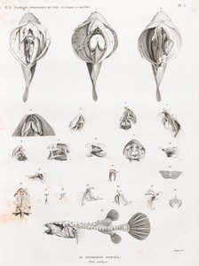Vissen: Tetrodon, anatomie door Unbekannt
