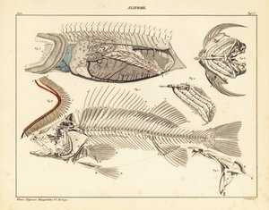 Visanatomie met skelet, kieuwen, enz.