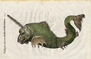 Zaagvis (Pristis) in Ulyssis Aldrouandi... De piscibus libri V et de cetis lib. vnus door Ioannes Cornelius Vteruerius... collegit; Marc. Antonius Bernia in lucem restituit... , behandelt de natuurlijke historie van Ulisse Aldrovandi (1522-1605). Bologna door Unbekannter Künstler