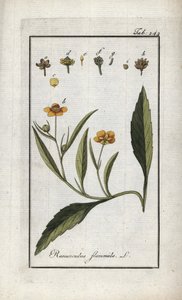 Vlamranonkel of kleine gracht of kleine vlam (Ranunculus flammula). Lithografie uit 