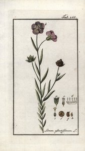 Vlaszaad (Linum usitatissimum). Lithografie uit 