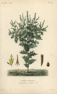 Herderstasje, Descurainia sophia, Sisymbrium sophia, Sisybre parviflore door Unbekannt