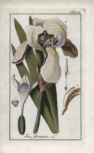 Florentijnse iris of Florence iris (Iris florentina). Lithografie uit 