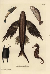Vliegende vis, Exocoetus volitans 1, zuigvis, Remora remora 2, barramundi, Lates calcarifer 3, schaal 4, zeepaardje, Hippocampus soorten 5. Handgekleurde koperplaat gravure naar een illustratie van Christian Leinberger uit Georg Wolfgang Knorr