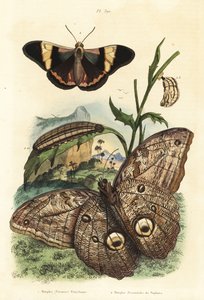 Bosreus uilvlinder, Caligo eurilochus 1 en Brassolis sophorae vlinder, pop en rups 2 door Unbekannt