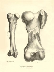 Fossiele botten (dijbeen) van het verdwenen prehistorische dier Macrauchenia beschreven door Charles Darwin tijdens zijn expeditie aan boord van de Beagle. Plaat uit 