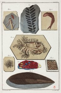 Fossielen, prehistorisch