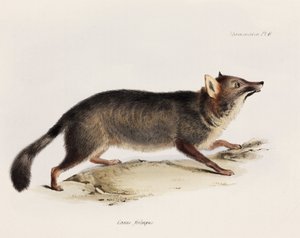 Vos, Chili, ca. 1832-1836
