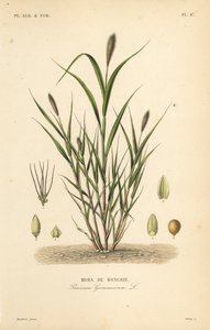 Vossenstaartgierst of Italiaanse gierst, Setaria italica, Panicum germanicum